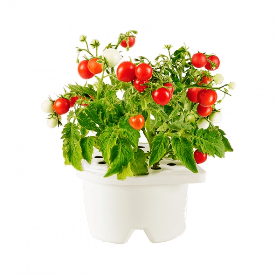  Click And Grow Mini Tomato Refill   Click And Grow  