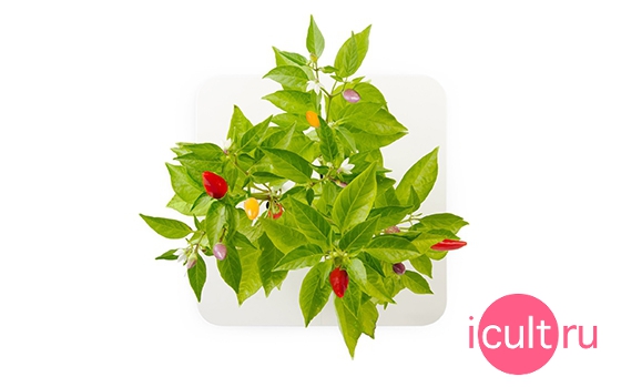 Click And Grow SmartPot With Chili Pepper