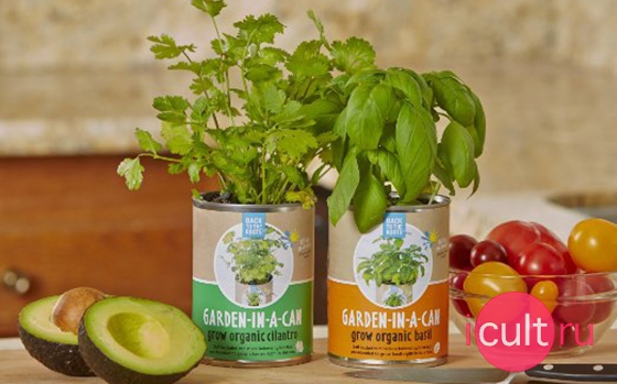 Back To The Roots Garden in a Can Cilantro