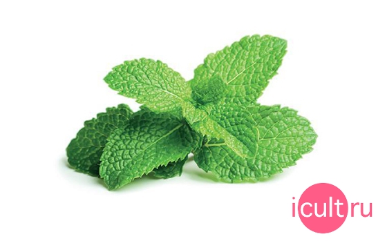 Click And Grow Peppermint