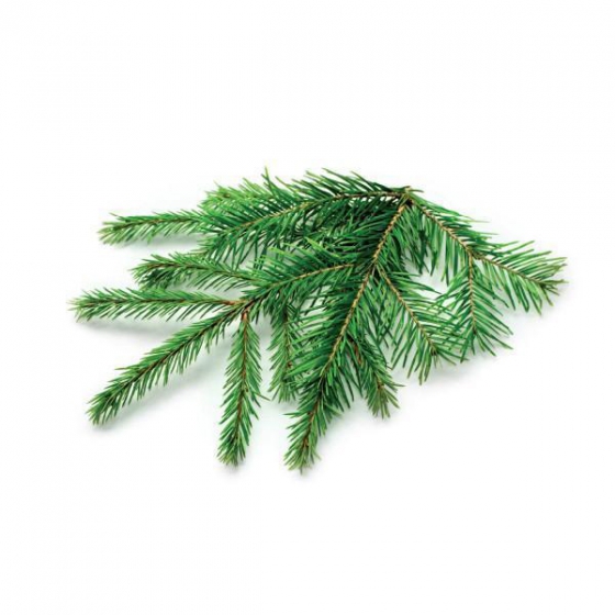   Click And Grow Spruce Refill 3 .    Click And Grow 