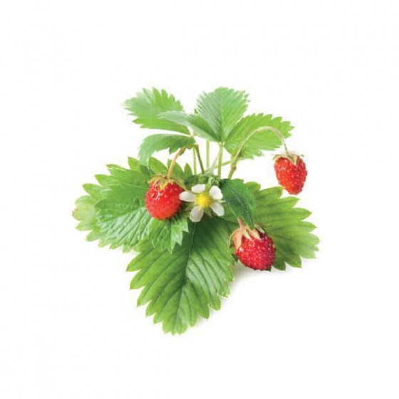   Click And Grow Wild Strawberry 3 .    Click And Grow 