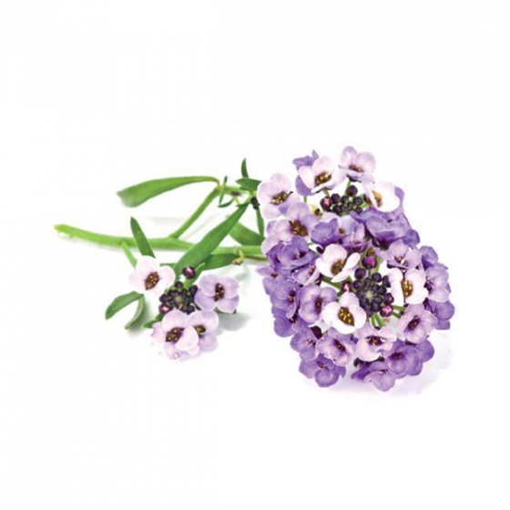   Click And Grow Sweet Alyssum 3 .    Click And Grow  