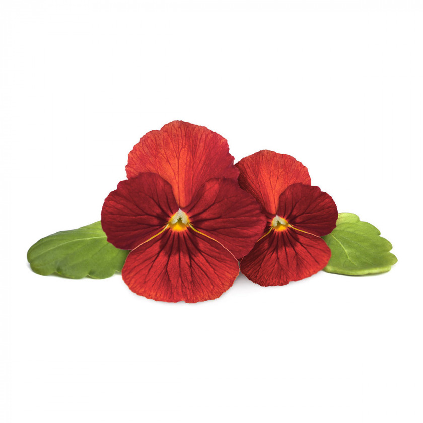   Click And Grow Red Pansy Plant Pods 3 .    Click And Grow    /  