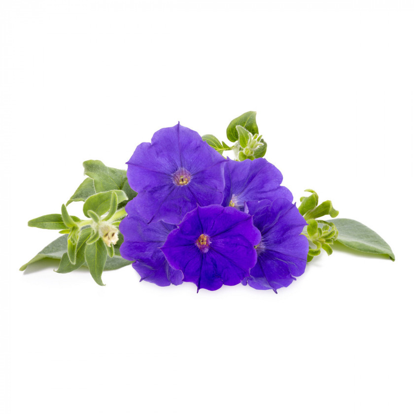   Click And Grow Blue Petunia Plant Pods 3 .    Click And Grow  