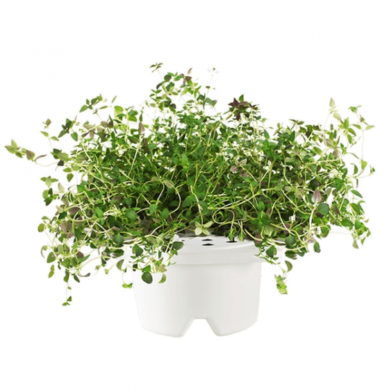  Click And Grow Thyme Refill   Click And Grow 