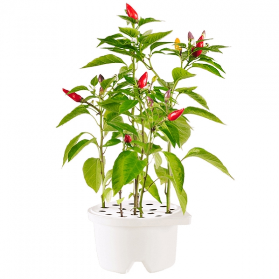 Click And Grow Chili Pepper Refill   Click And Grow  