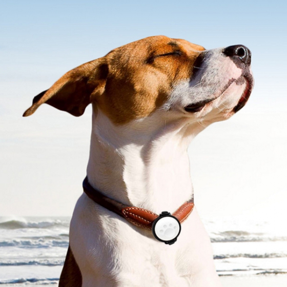 Трекер здоровья для собак Petkit Activity Monitor White для iOS/Android устройств белый