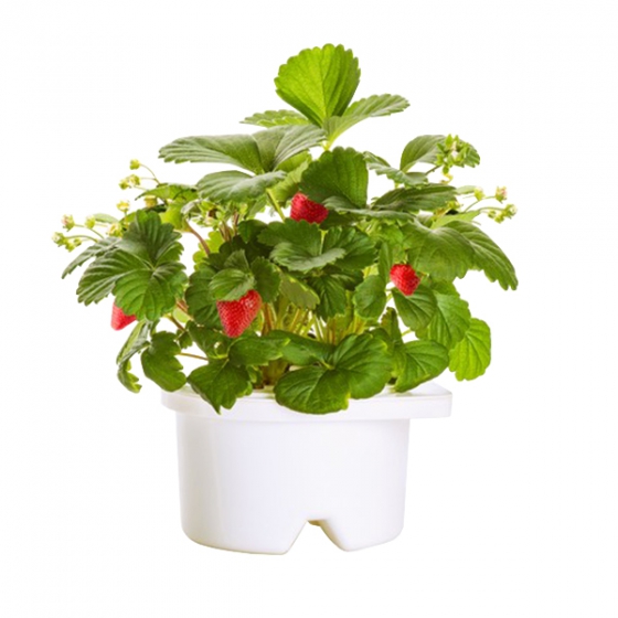  Click And Grow Strawberry   Click And Grow 