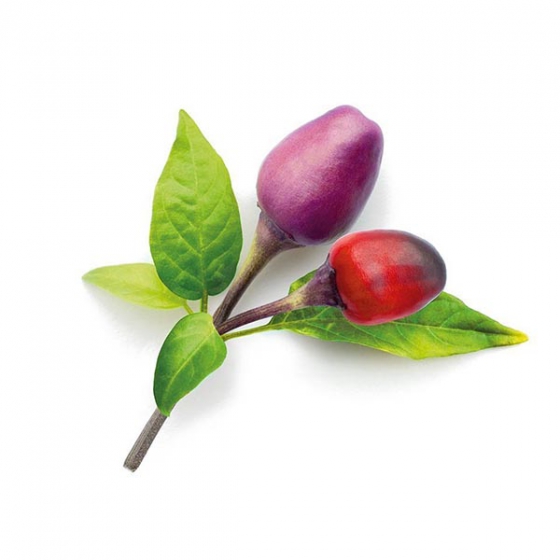   Click And Grow Purple Chili Pepper 3 .    Click And Grow  