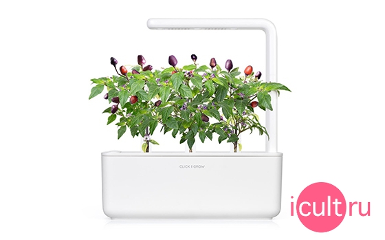 Click And Grow Purple Chili Pepper