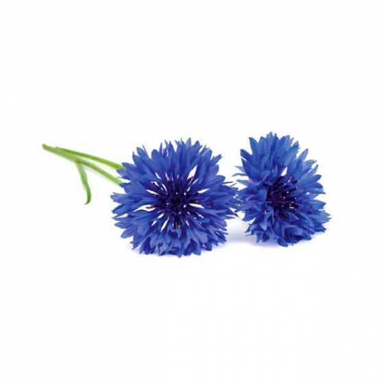   Click And Grow Cornflower 3 .    Click And Grow 