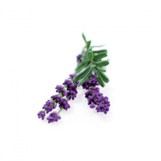  Click And Grow Lavender 3 .    Click And Grow 