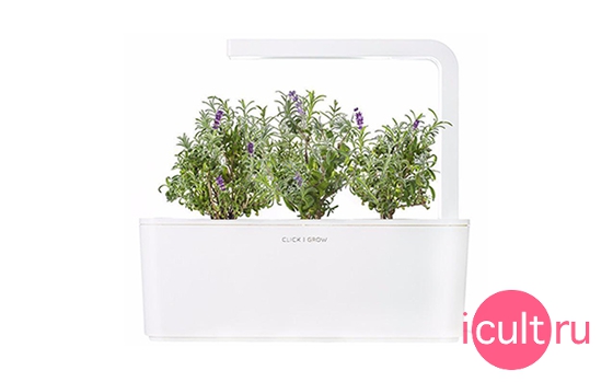 Click And Grow Lavender