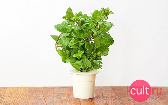 Click And Grow Peppermint