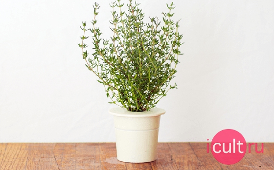 Click And Grow Thyme