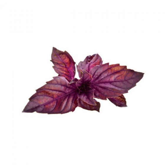   Click And Grow Red Basil 3 .    Click And Grow  
