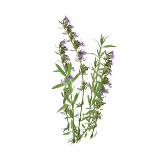   Click And Grow Hyssop 3 .    Click And Grow 
