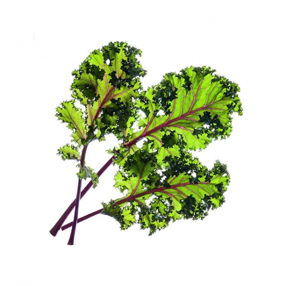   Click And Grow Red Kale 3 .    Click And Grow 