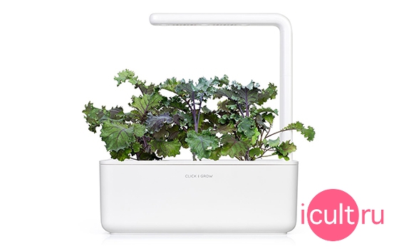 Click And Grow Red Kale