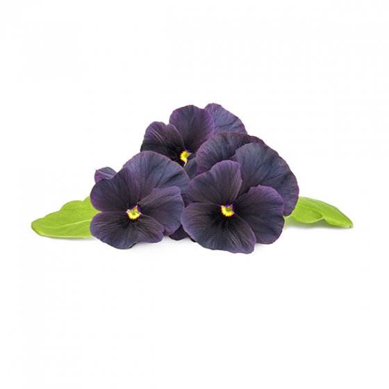  Click And Grow Black Pansy 3 .    Click And Grow  