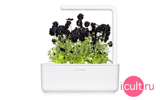 Click And Grow Black Pansy