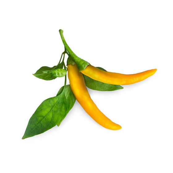   Click And Grow Yellow Chili Pepper 3 .    Click And Grow   