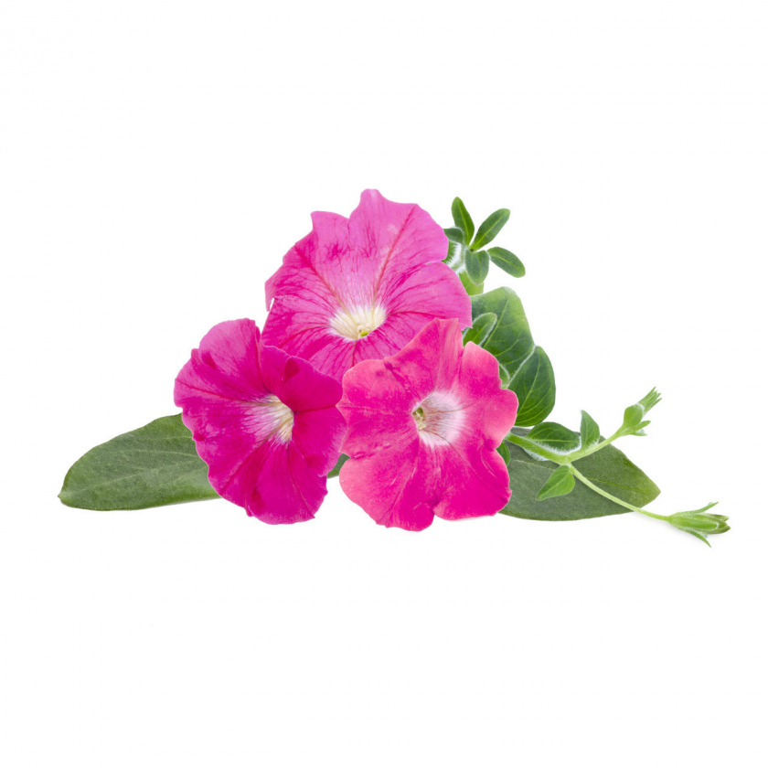 Комплект картриджей Click And Grow Pink Petunia 3 шт. для умного сада Click And Grow розовая петунья