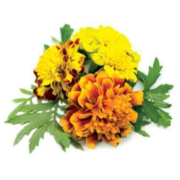 Комплект картриджей Click And Grow French Marigold Plant Pods 3 шт. для умного сада Click And Grow бархатцы